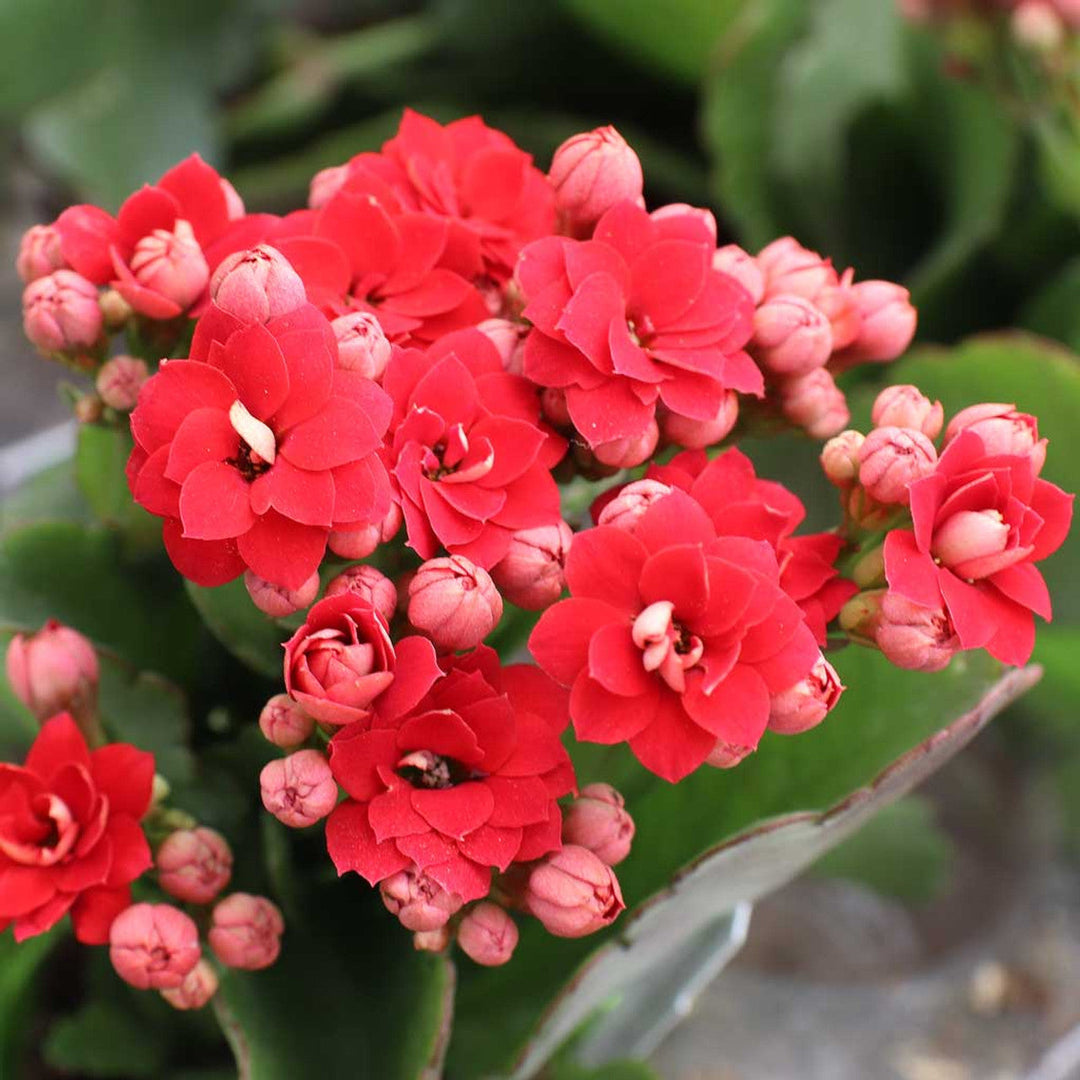 red organic flower seeds