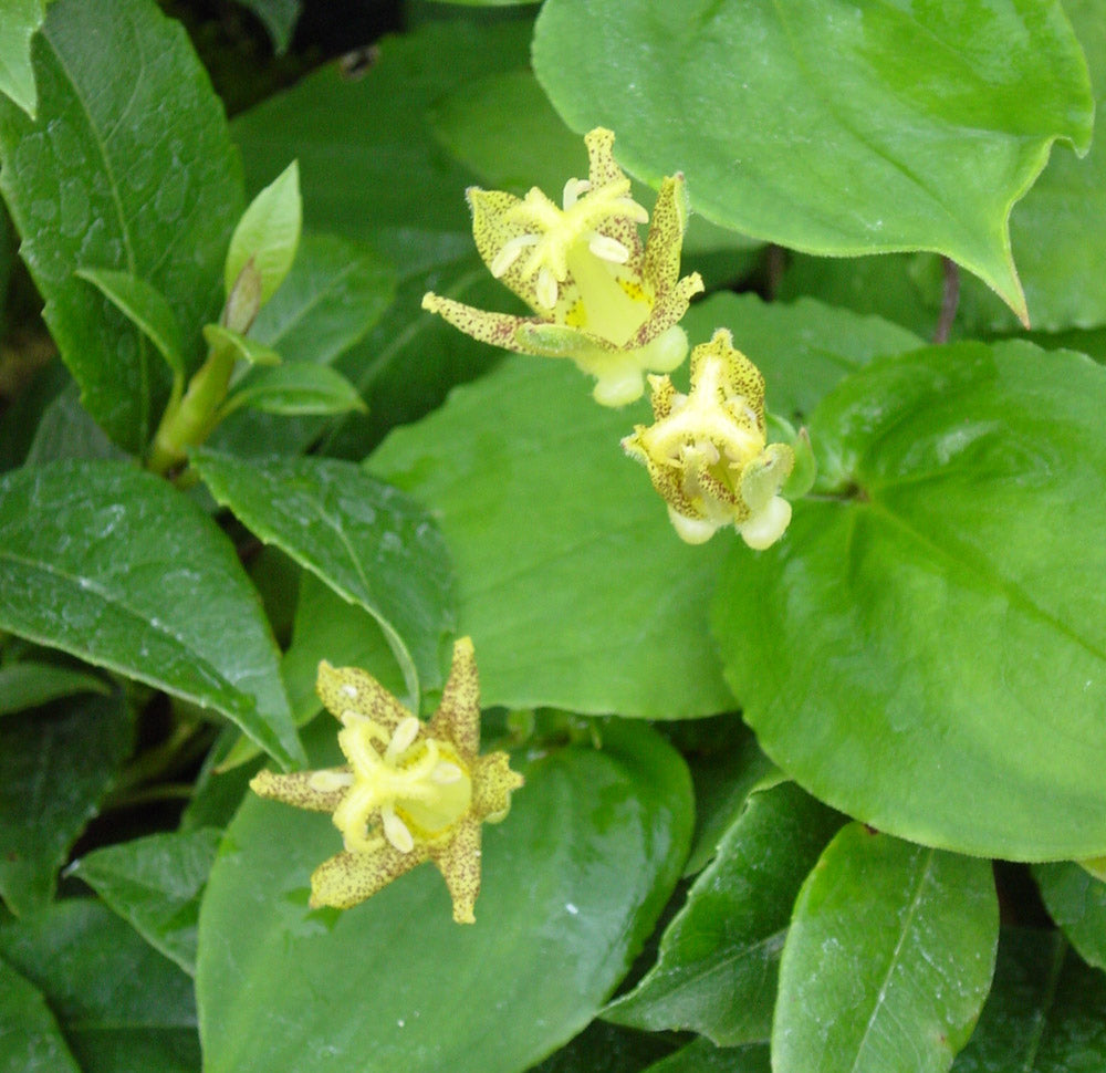 green heirloom flower seeds