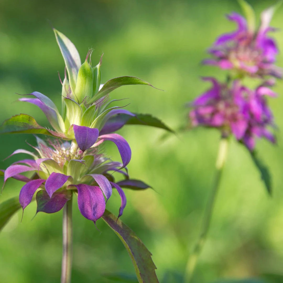 purple monarda flower seeds