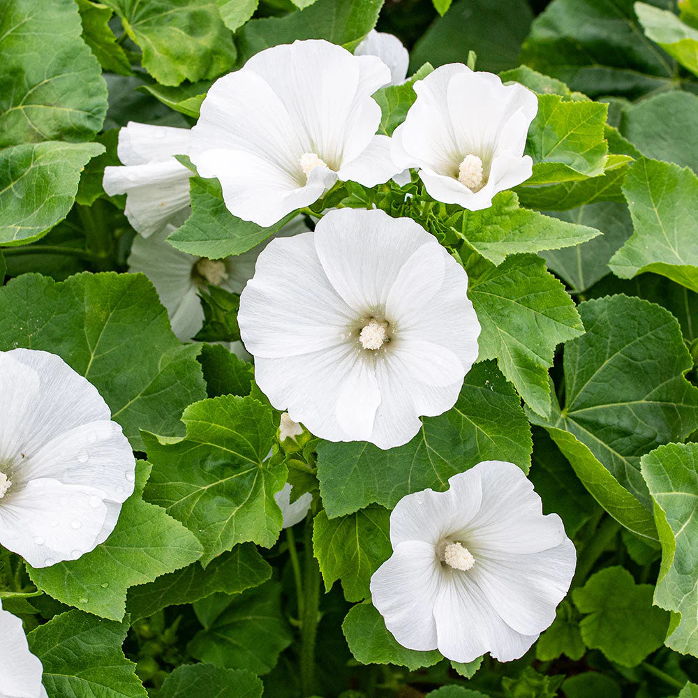 white organic flower seeds