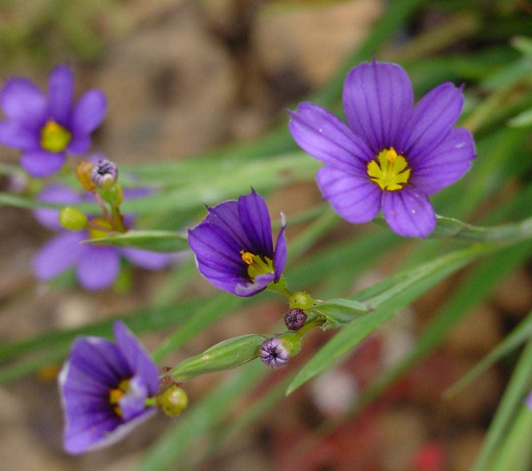 blue sisyrinchium flower seeds