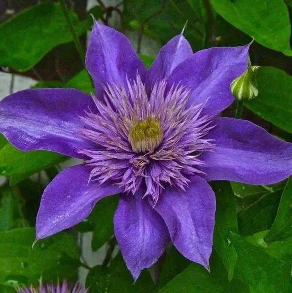 purple clematis flower seeds