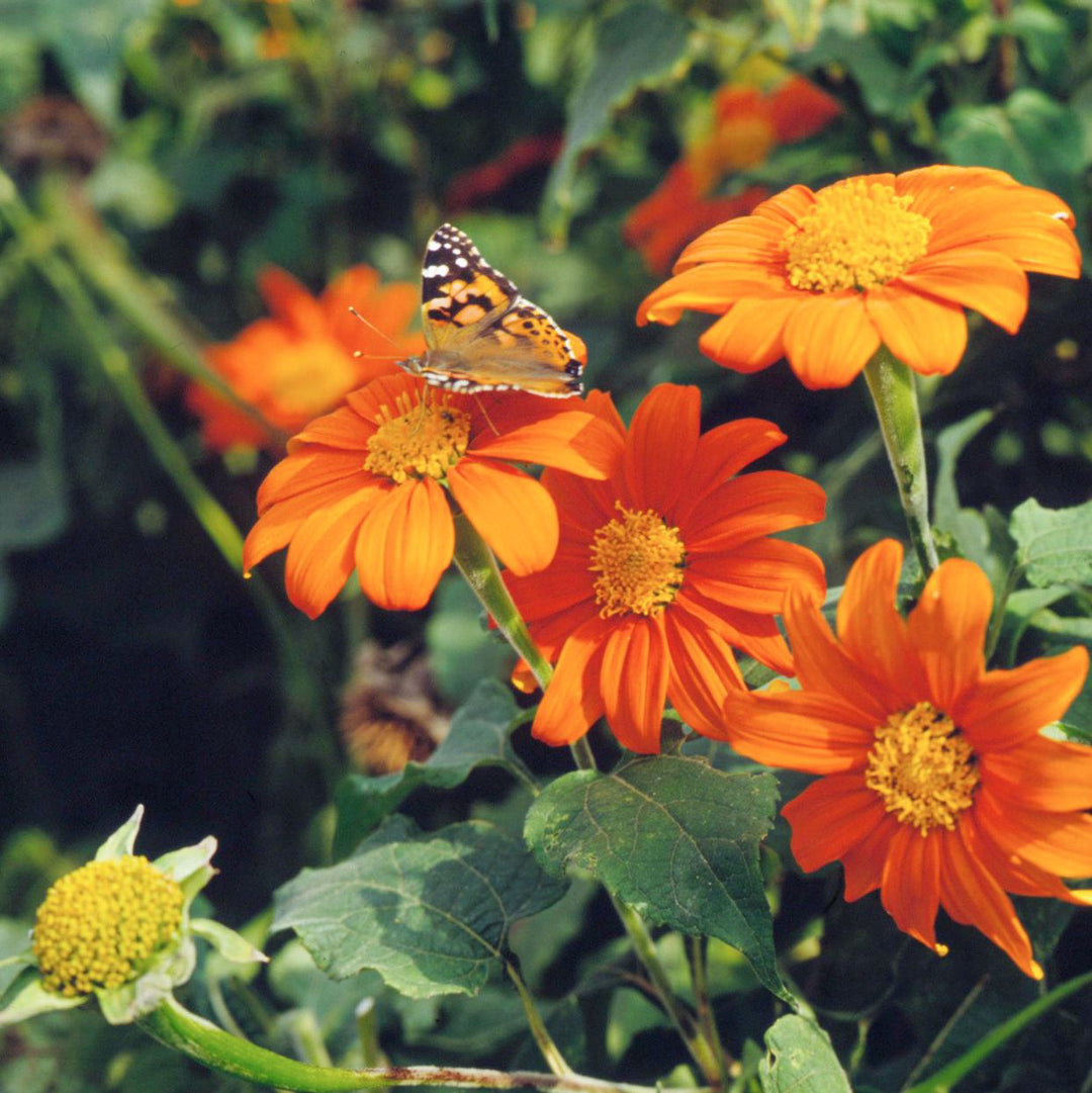 orange heirloom flower seeds