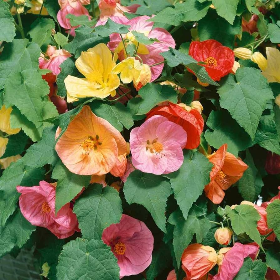 heirloom non flower seeds