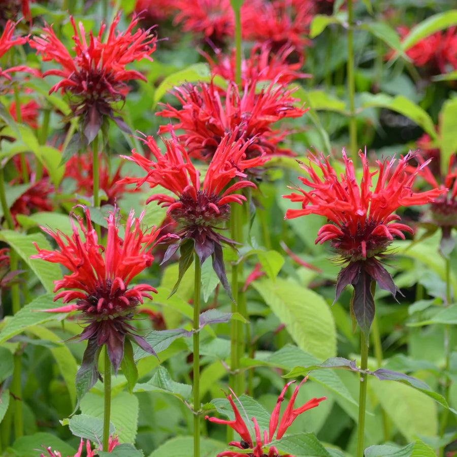 red heirloom flower seeds