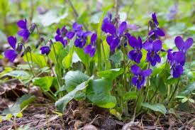 purple viola flower seeds