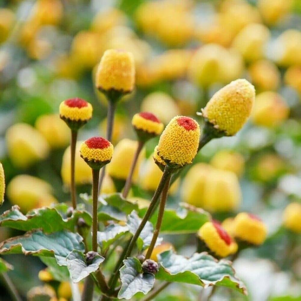 yellow spilanthes flower seeds