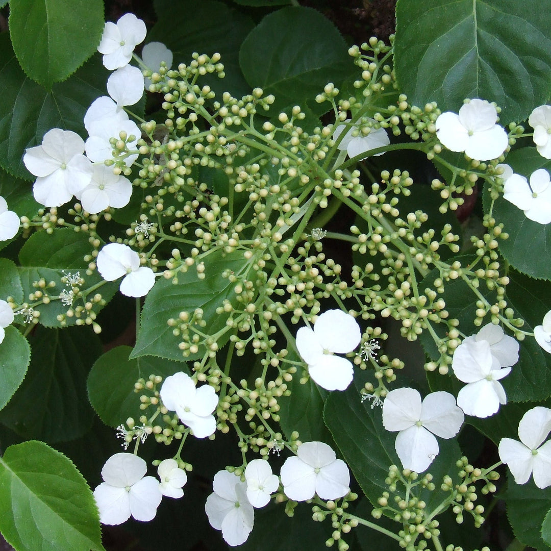 organic hortensia flower seeds