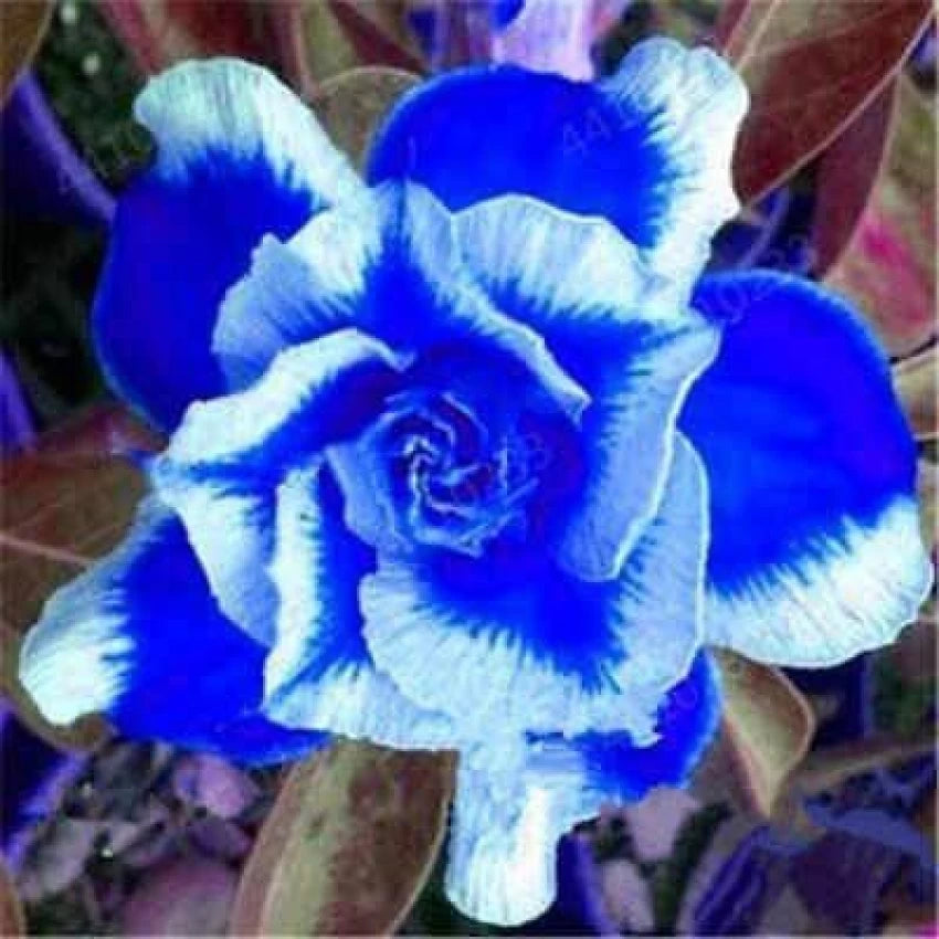 blue white flower seeds