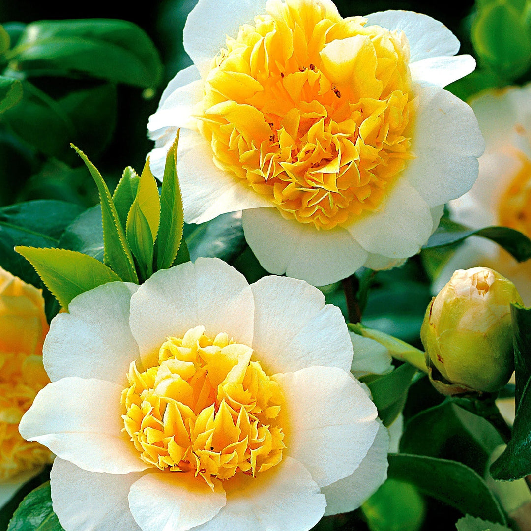 white yellow flower seeds