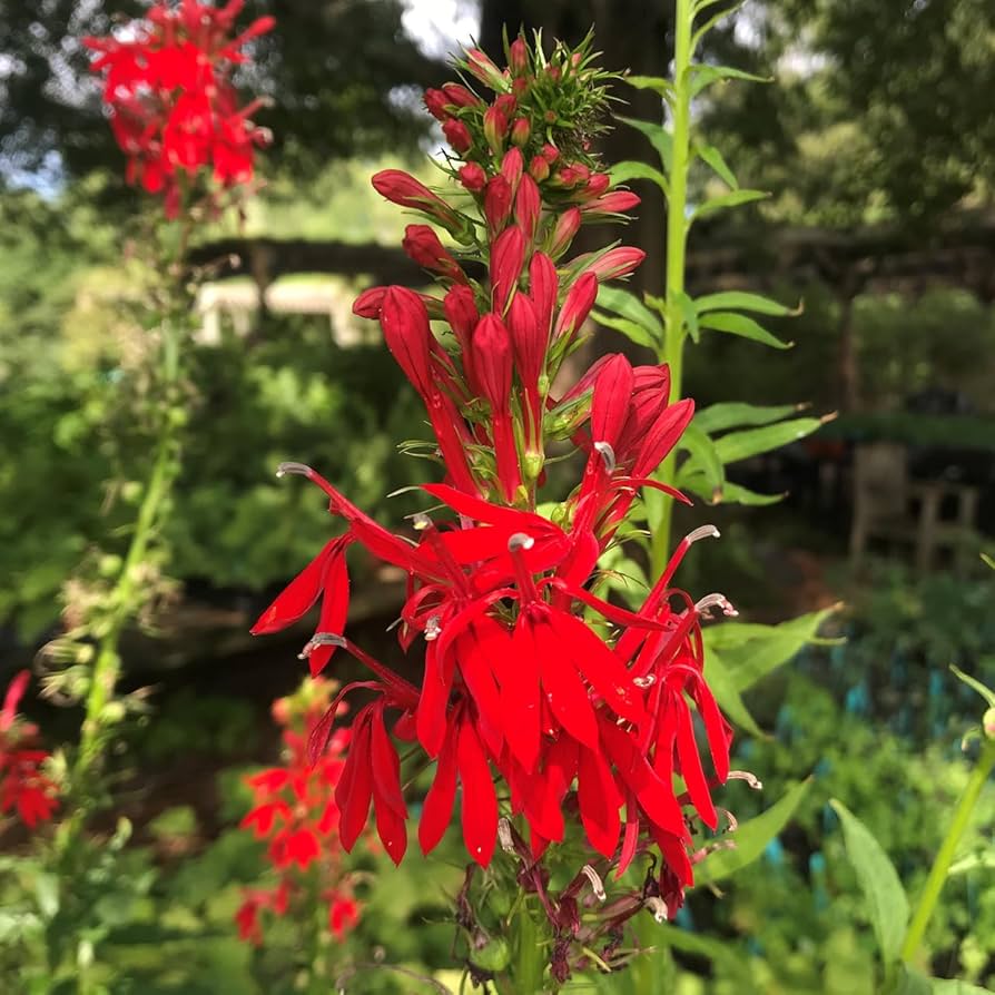 red heirloom flower seeds