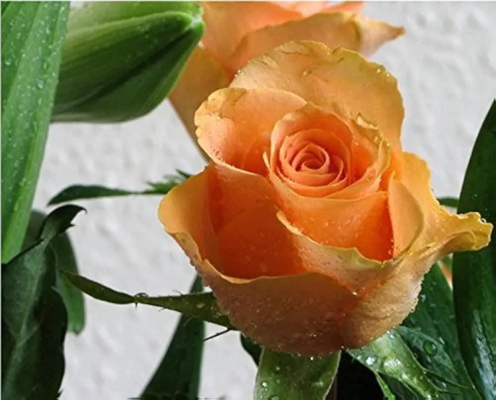 orange light flower seeds