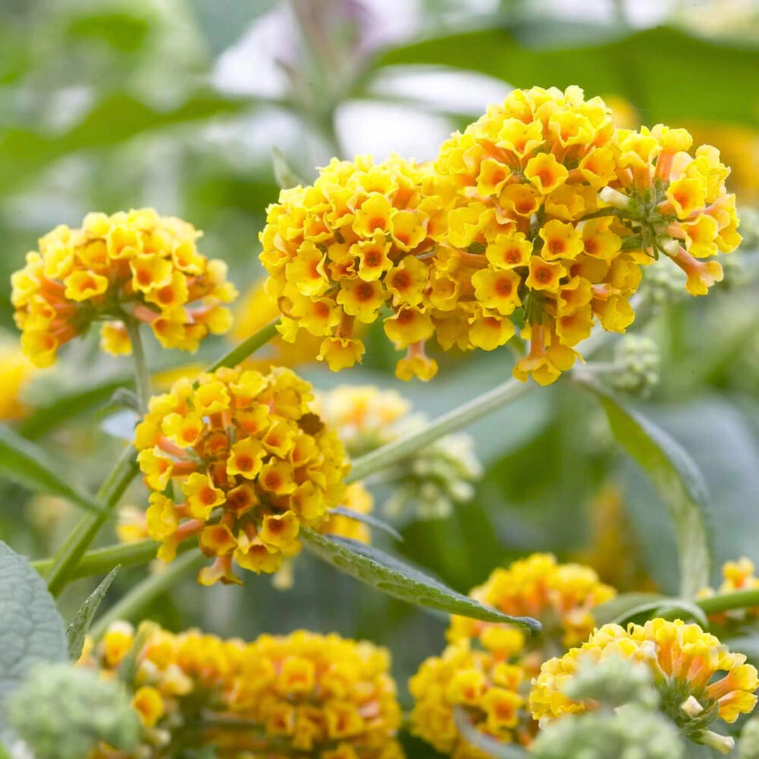 heirloom non flower seeds