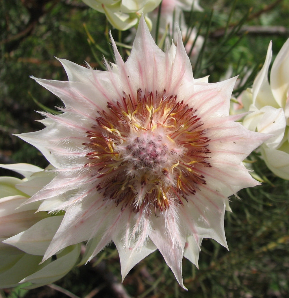 serruria flower flower seeds
