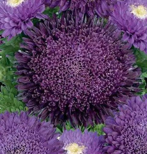 purple organic flower seeds