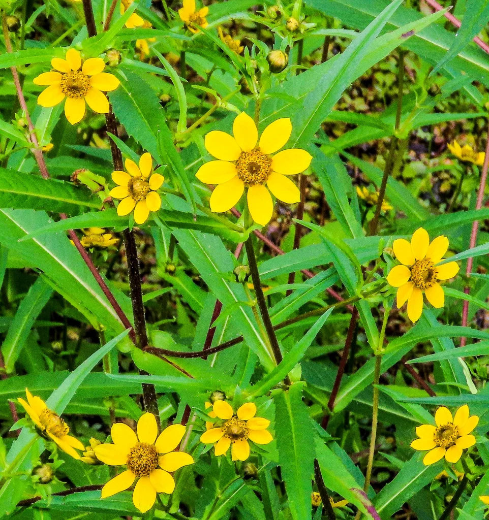yellow bur flower seeds