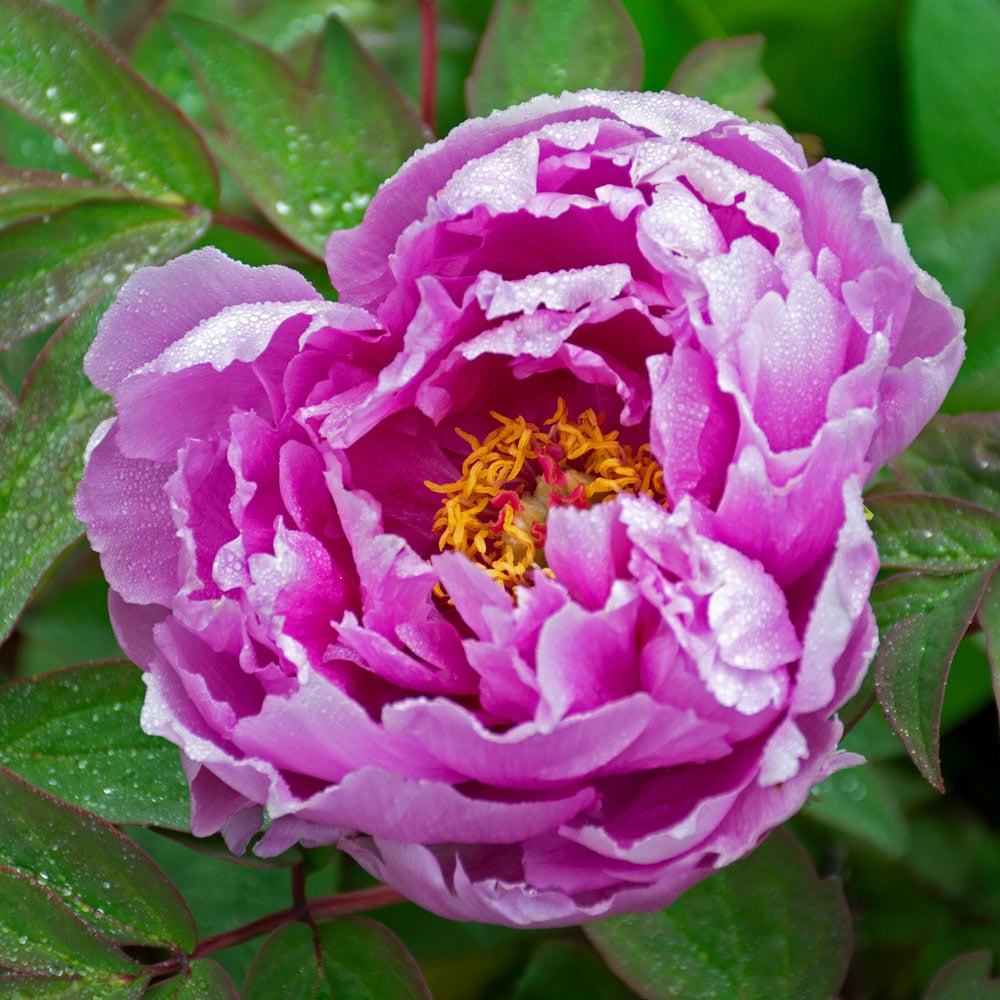purple paeonia flower seeds
