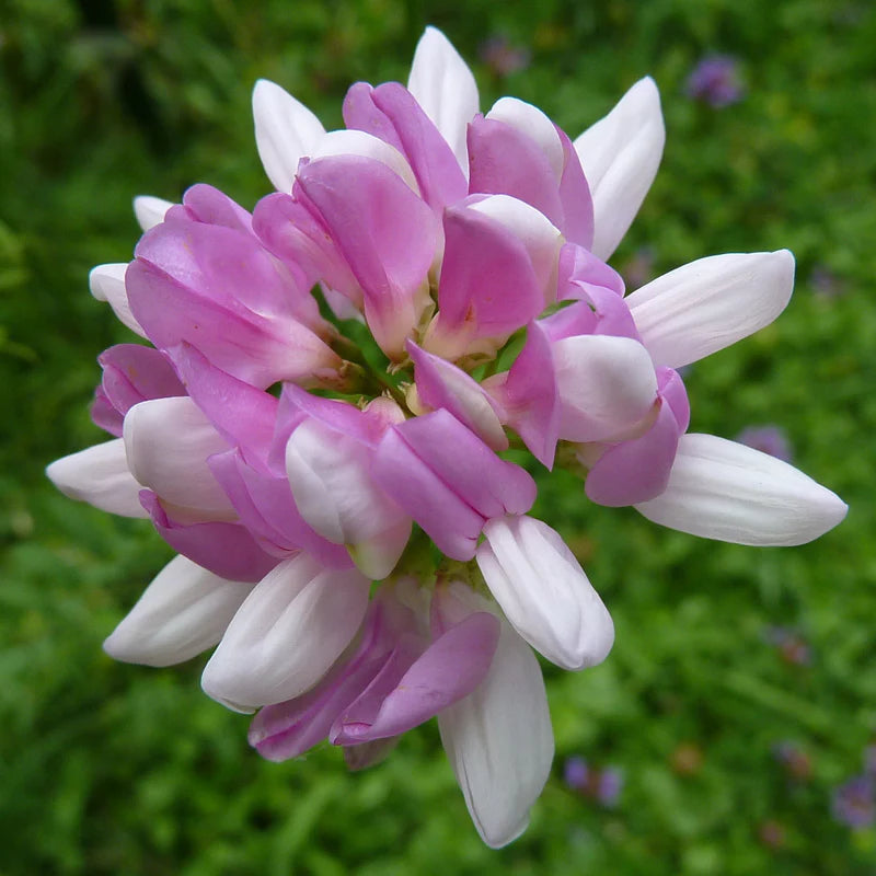 violet organic flower seeds