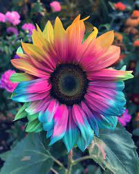 rainbow sunflower flower seeds