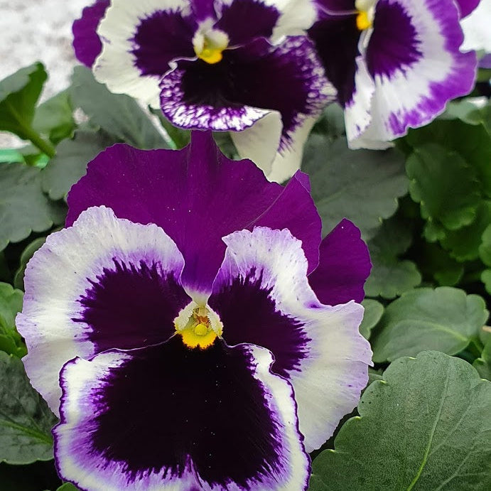 purple white flower seeds