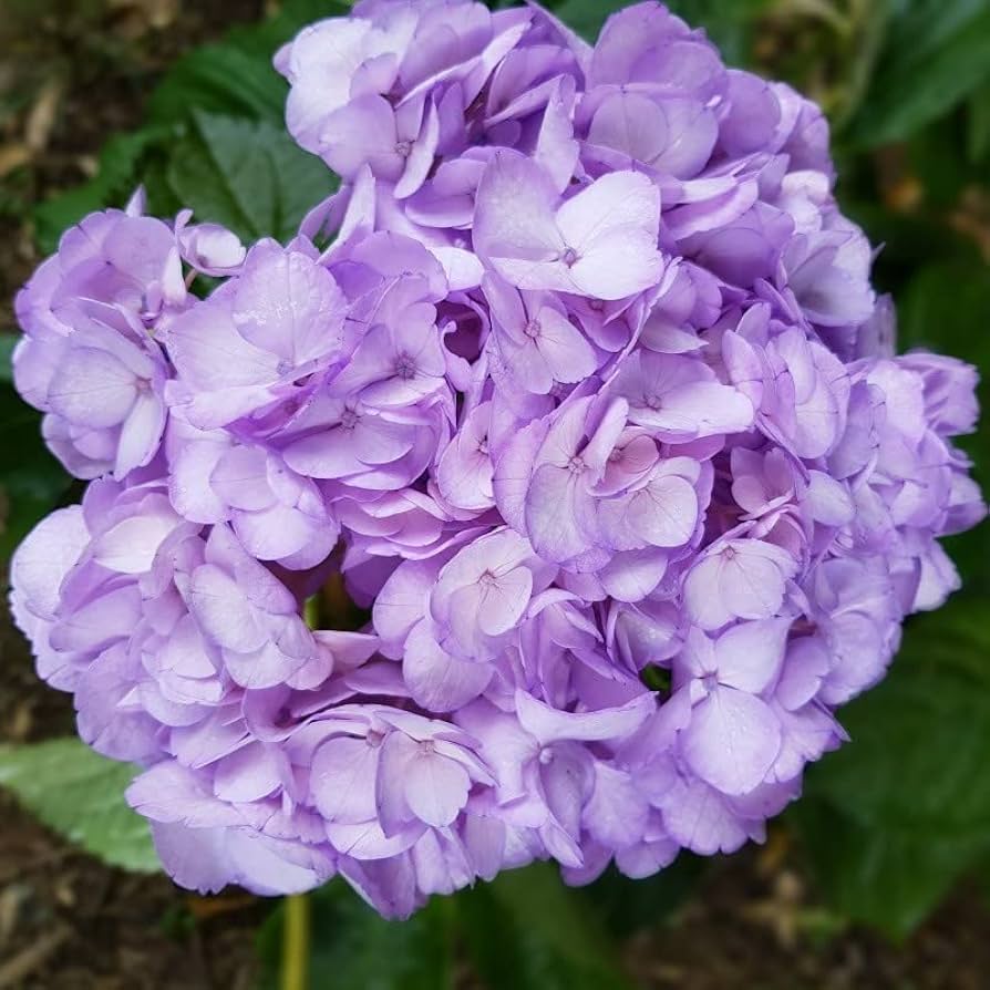 violet organic flower seeds