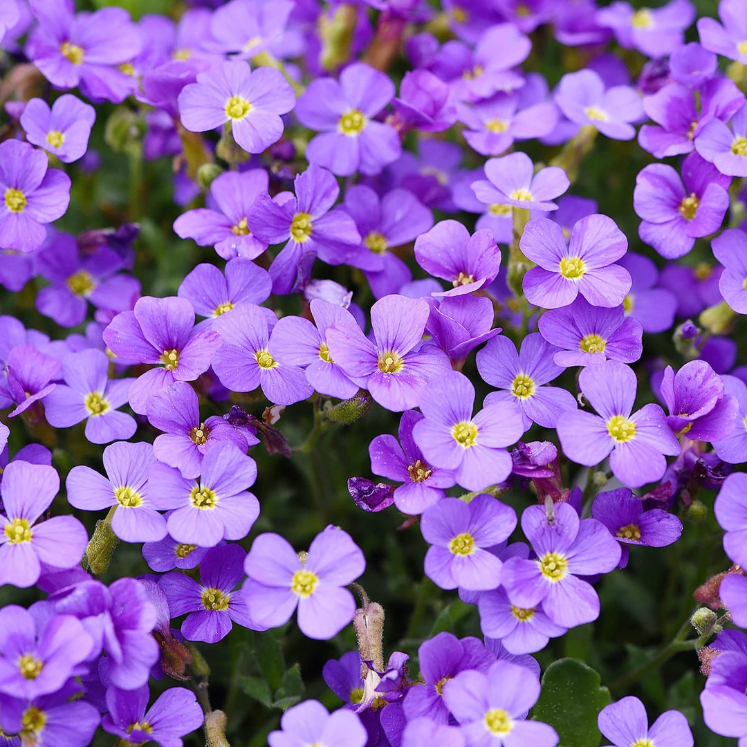 purple heirloom flower seeds