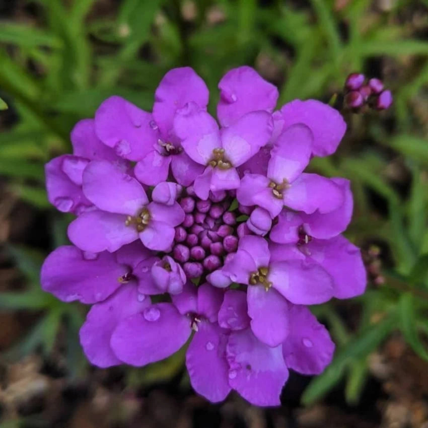 violet iberis flower seeds