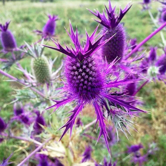 purple heirloom flower seeds