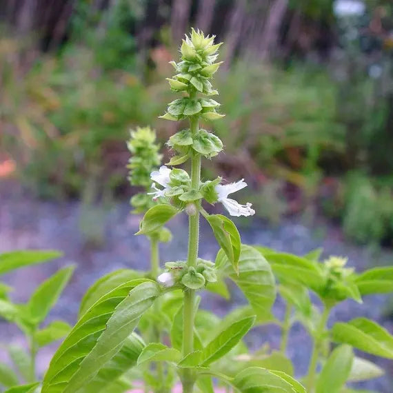 lamiaceae flower flower seeds