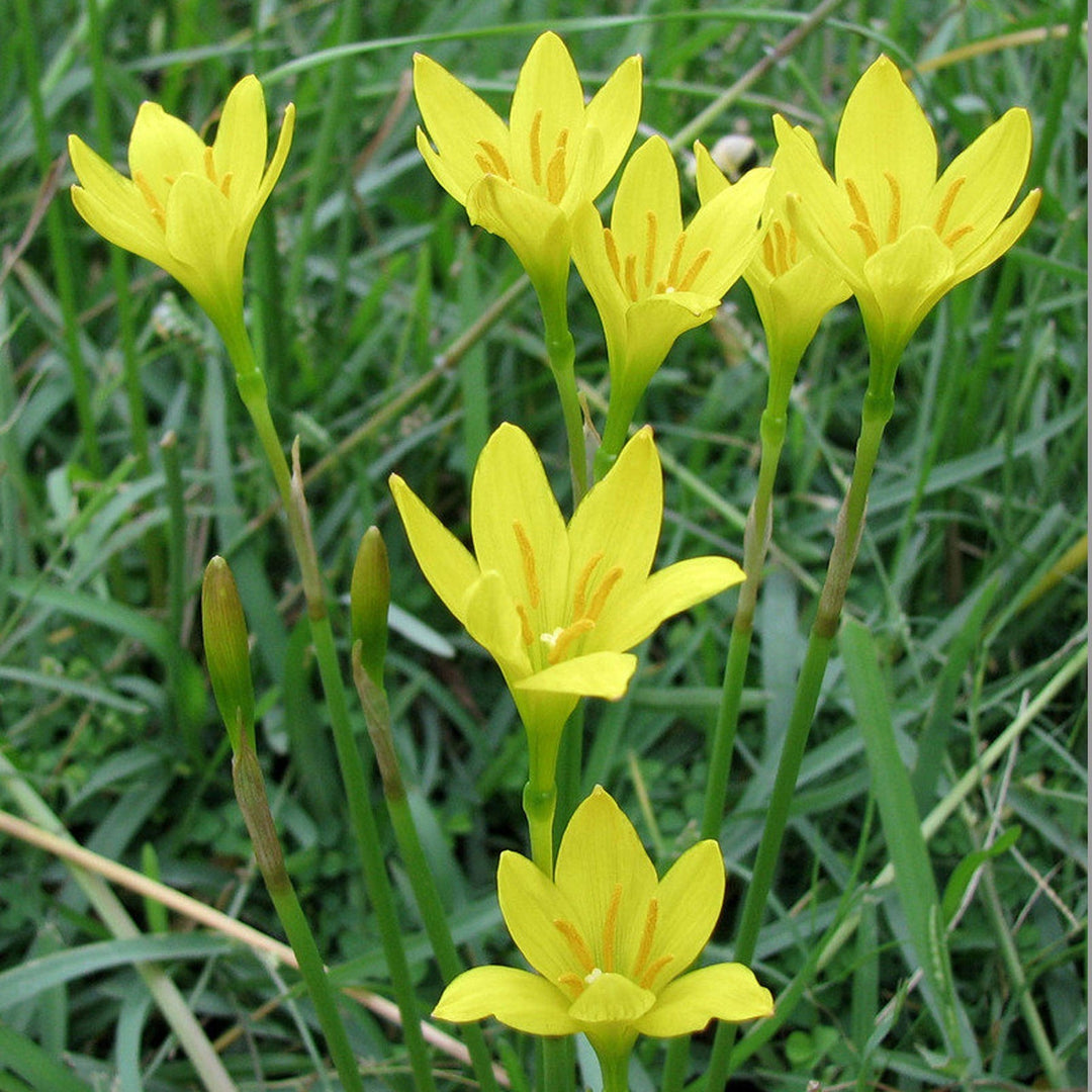 yellow zephyranthes flower seeds