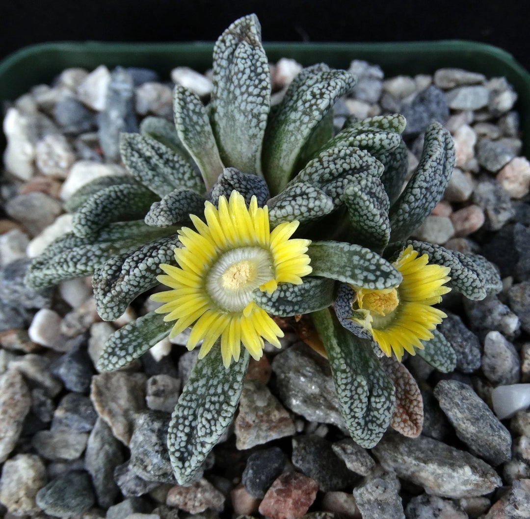 yellow organic flower seeds