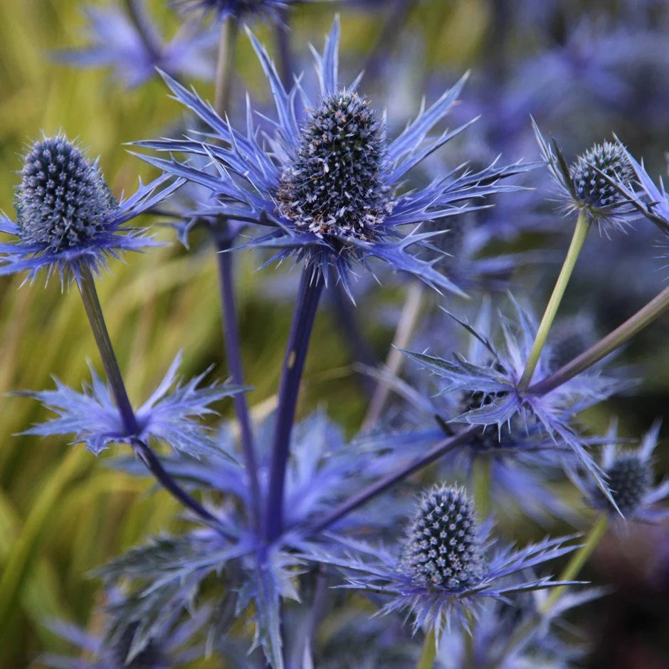 blue heirloom flower seeds