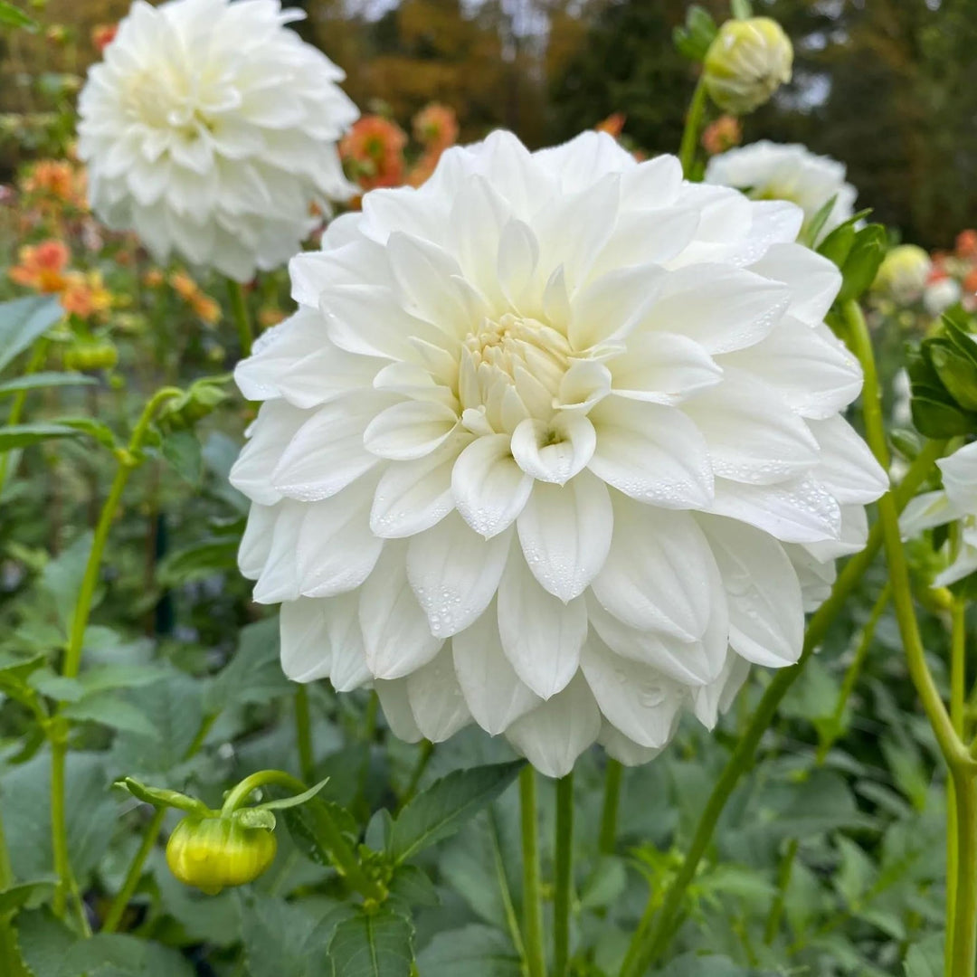 dahlia flower flower seeds