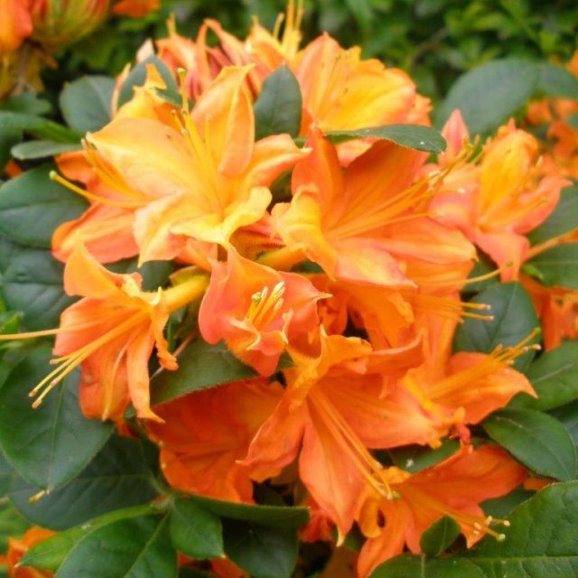 azalea flower flower seeds