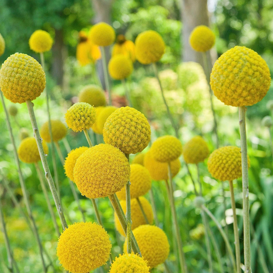 craspedia flower flower seeds