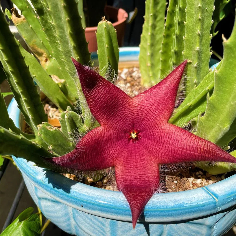 red stapelia flower seeds
