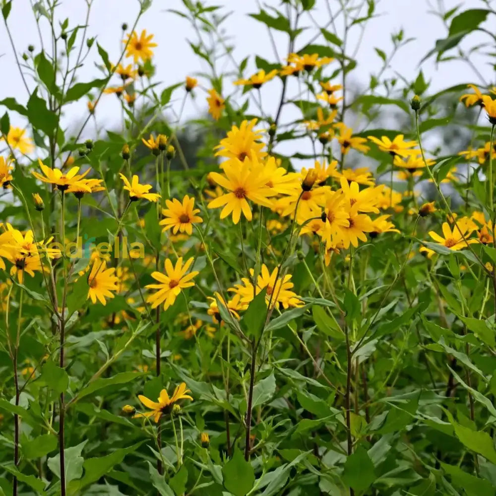topinambur flower flower seeds