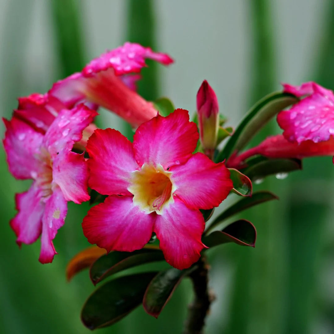 pink adenium flower seeds