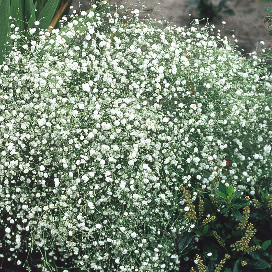 white gyposophila flower seeds