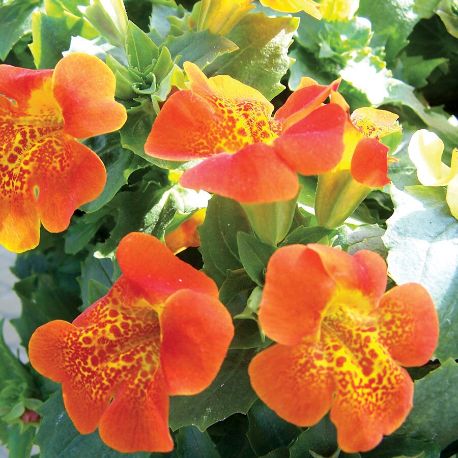 heirloom mimulus flower seeds