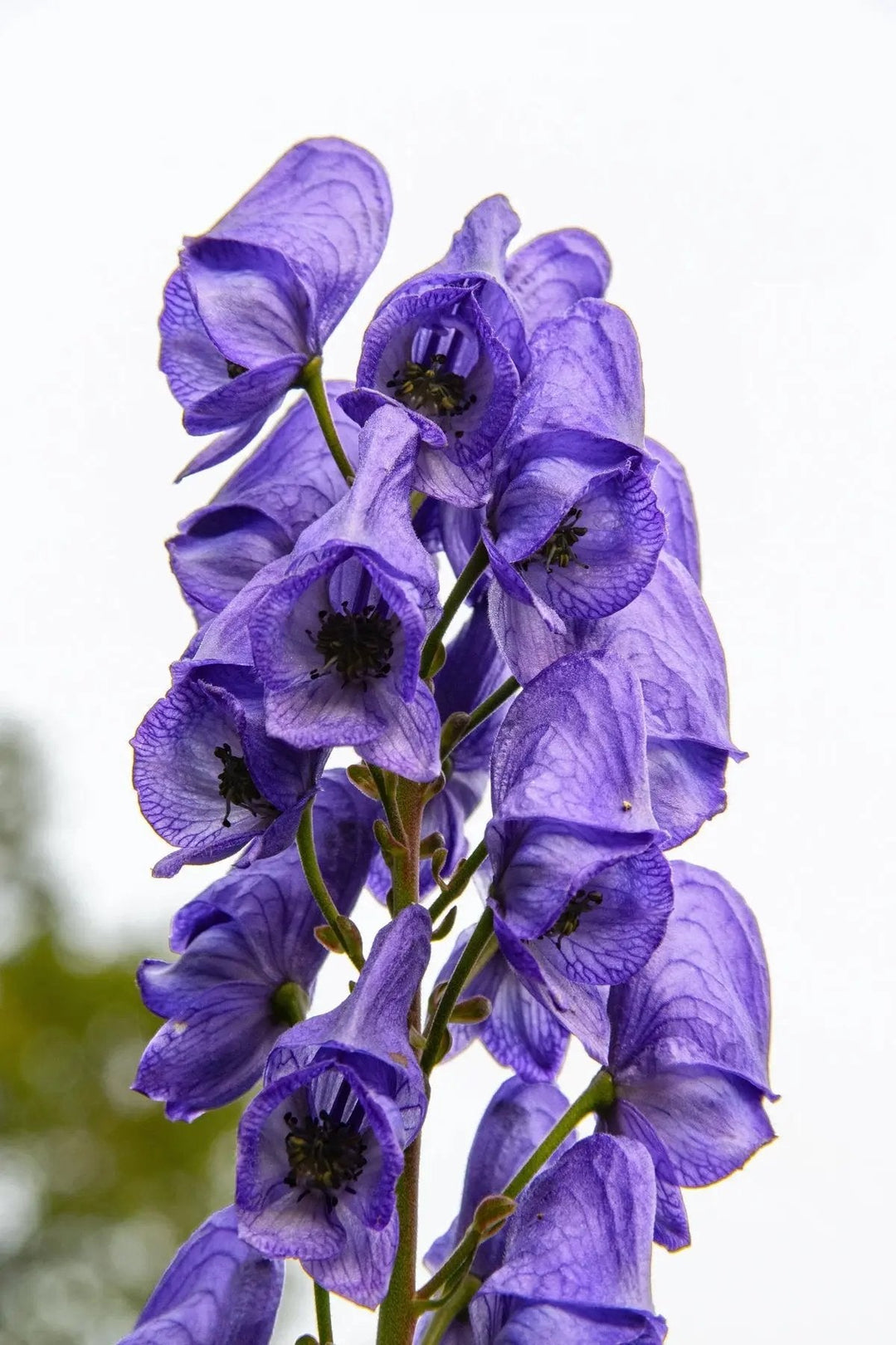 blue heirloom flower seeds