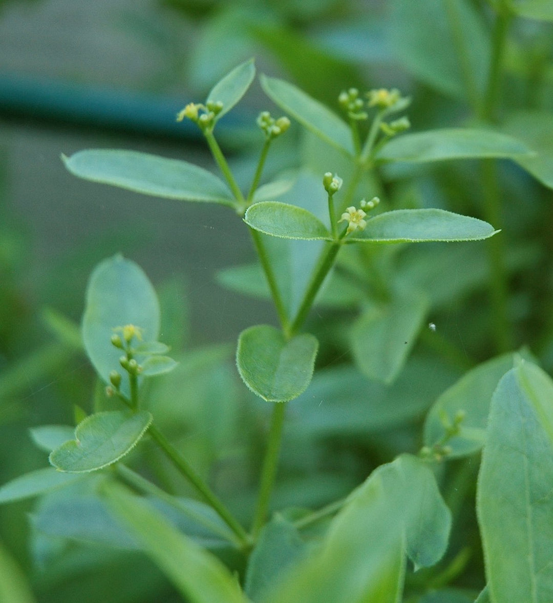 green rubia flower seeds