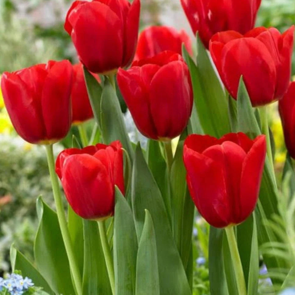 red tulip flower seeds
