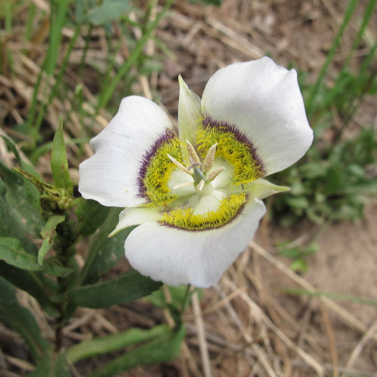 gunnisonii for flower seeds