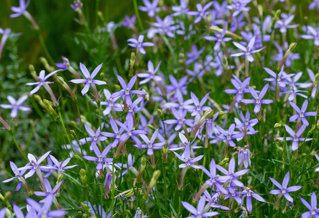 blue laurentia flower seeds