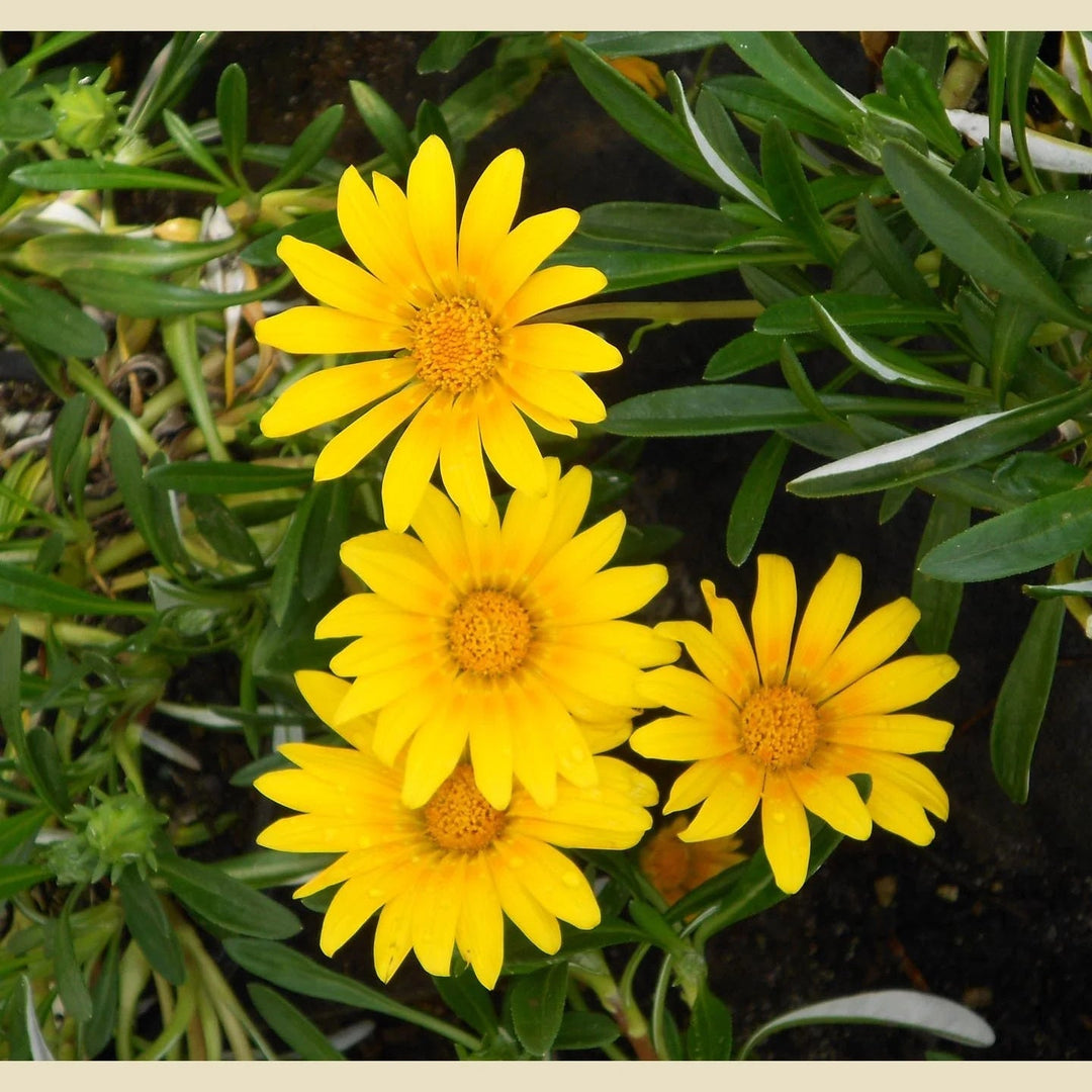 yellow organic flower seeds