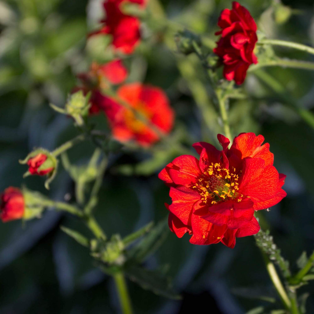 red organic flower seeds