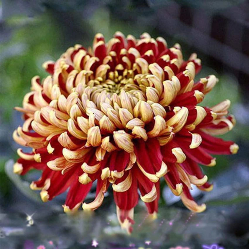 yellow red flower seeds
