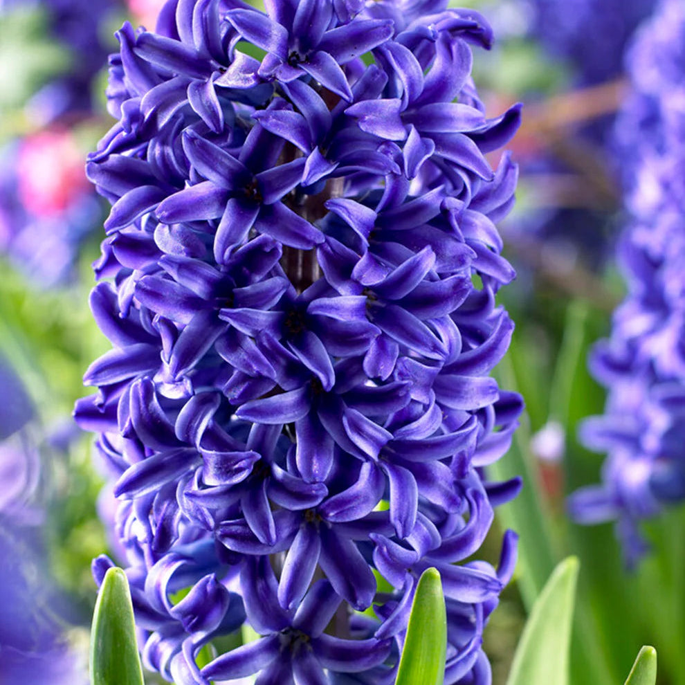 blue organic flower seeds