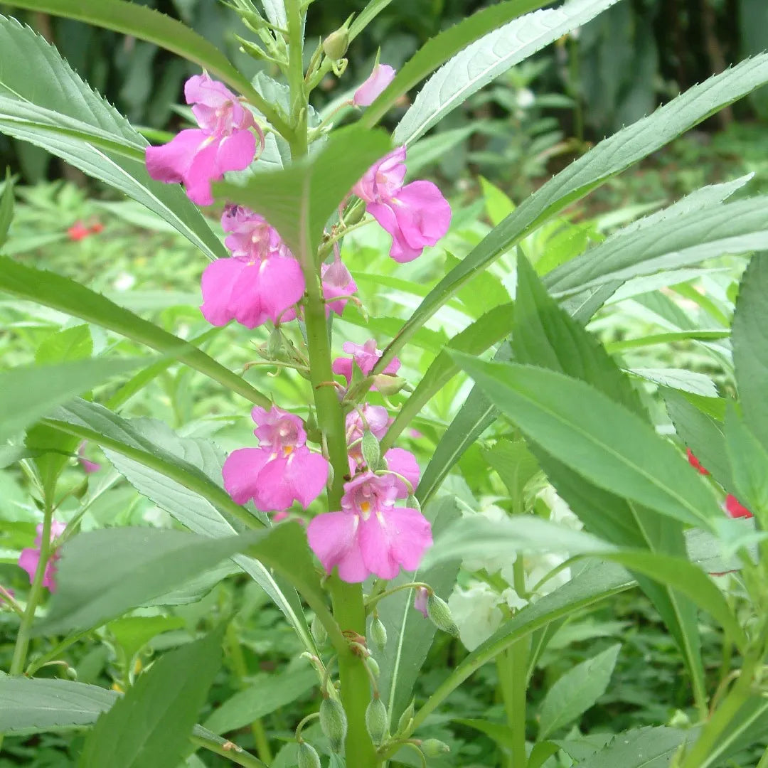 violet impatiens flower seeds